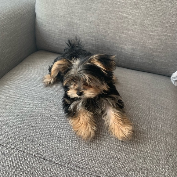 Meet your Posher, Liz - Picture 1 of 1